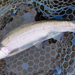 前回ほどではないがよく釣れてくれた平谷湖フィッシングスポット